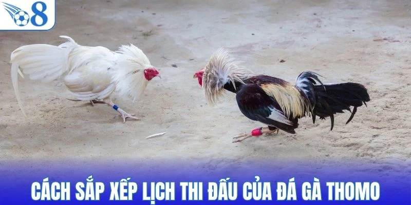 Cách sắp xếp lịch thi đấu của đá gà thomo