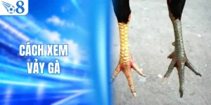 Cách Xem Vảy Gà Để Nhận Biết Thần Kê Bất Bại Từ O8