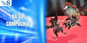 Kinh Nghiệm Xem Đá Gà Campuchia Trực Tiếp Thomo Từ O8