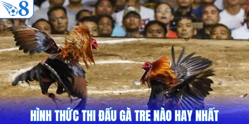 Hình thức thi đấu gà tre nào hay nhất
