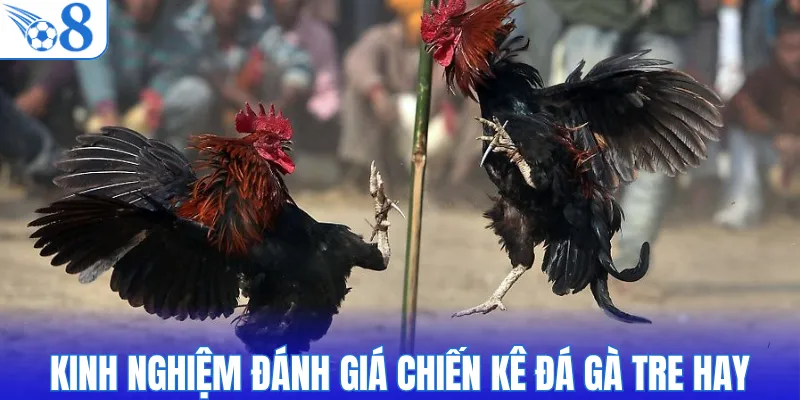 Kinh nghiệm đánh giá chiến kê đá gà tre hay